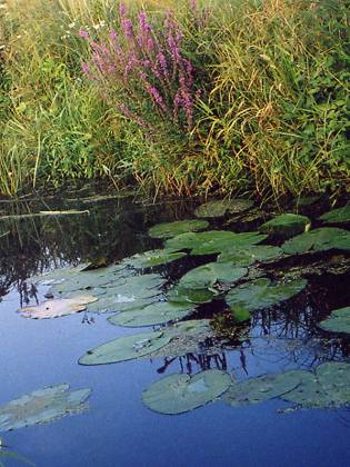 Worpswede - Moorgraben mit Seerosenblättern
