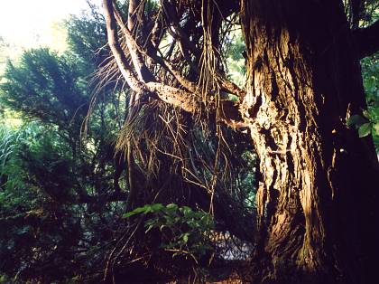 Worpswede - Uralter Baum auf dem Brnjeshof